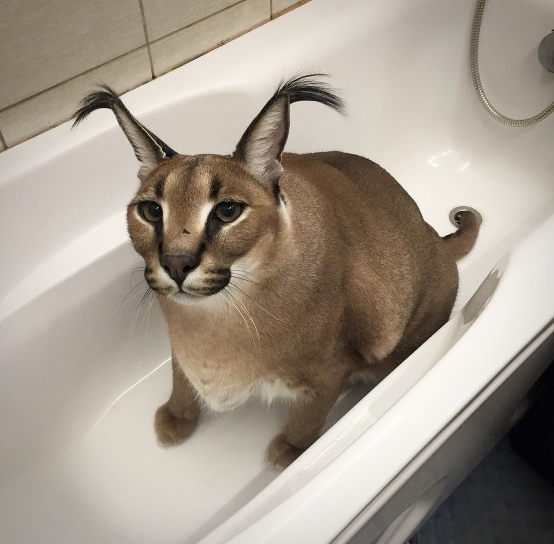 Кот каракал Мем