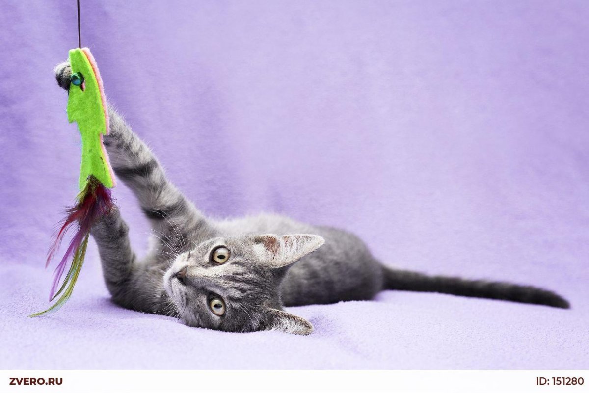 Корниш рекс гетерохромия