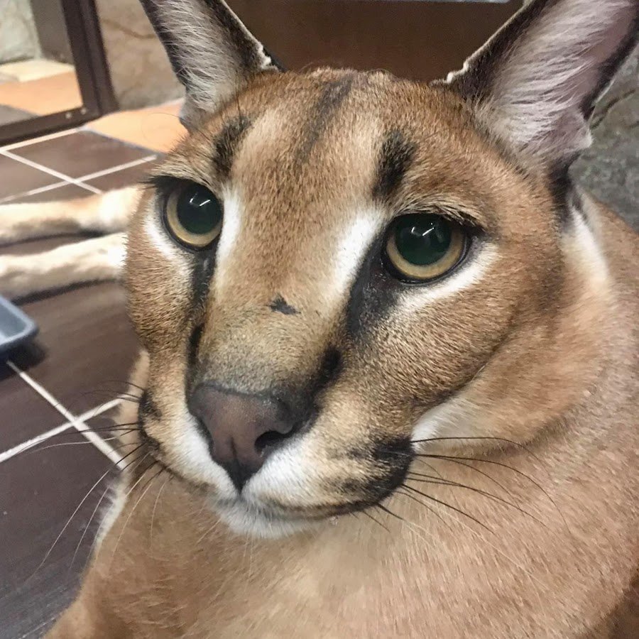 Кошка похожая на летучую мышь