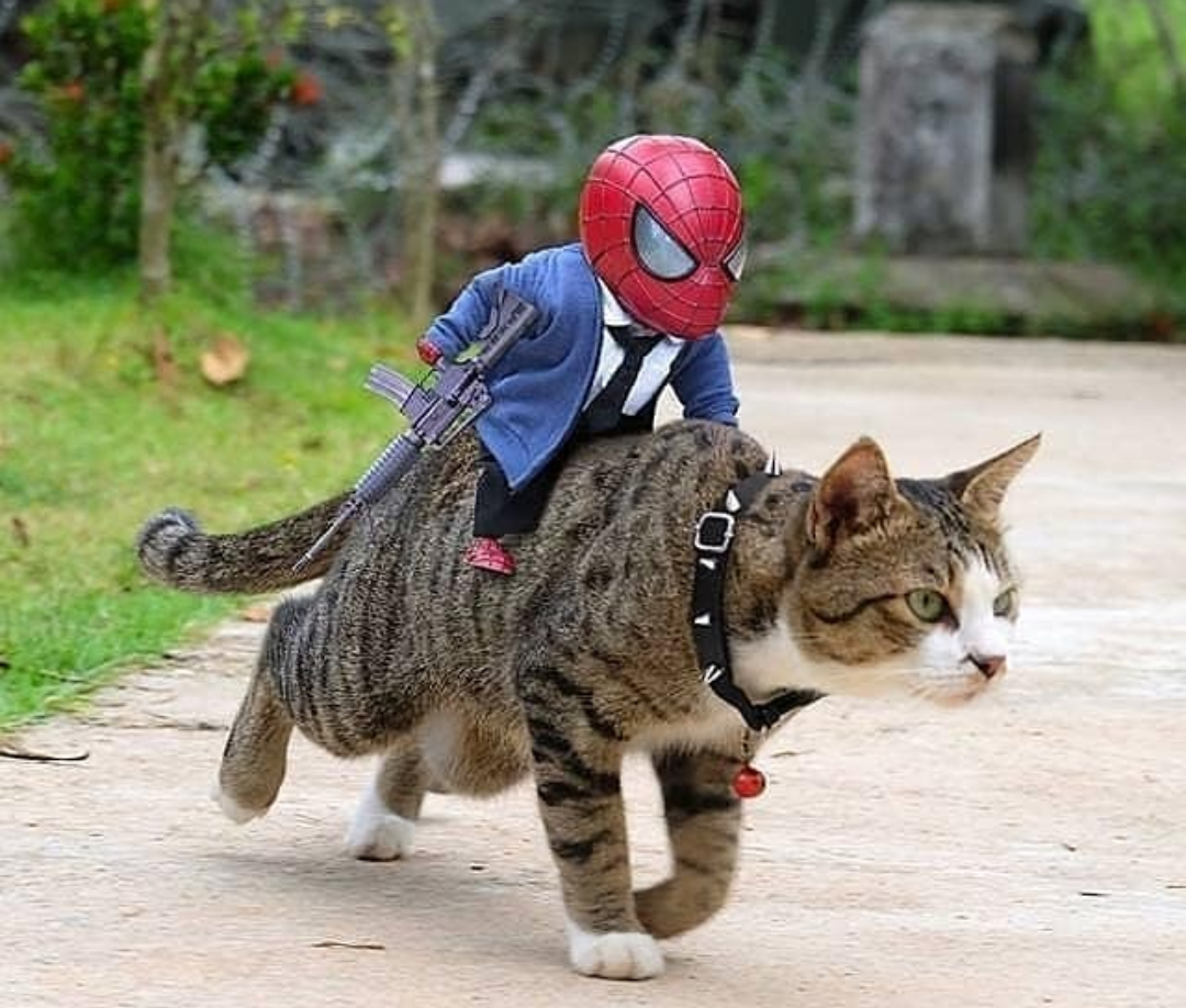 Пушистый канадский сфинкс