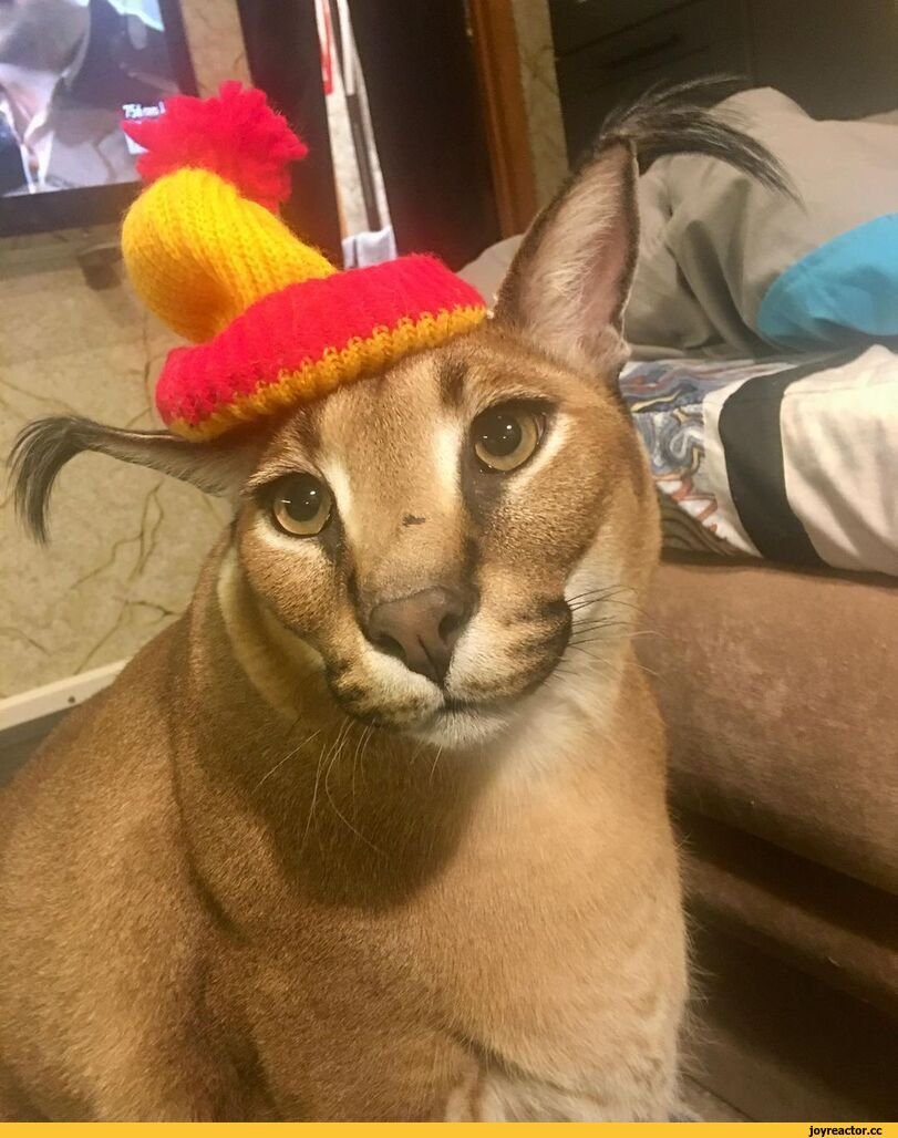 Котик Прайд