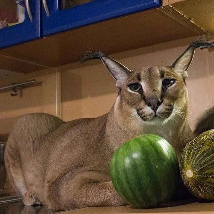 Каракал big floppy