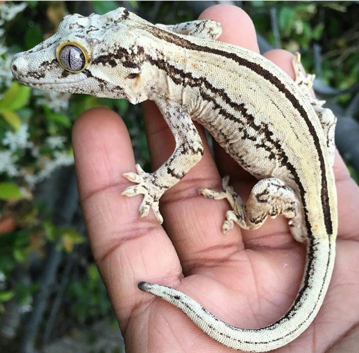 Геккон Горгулья