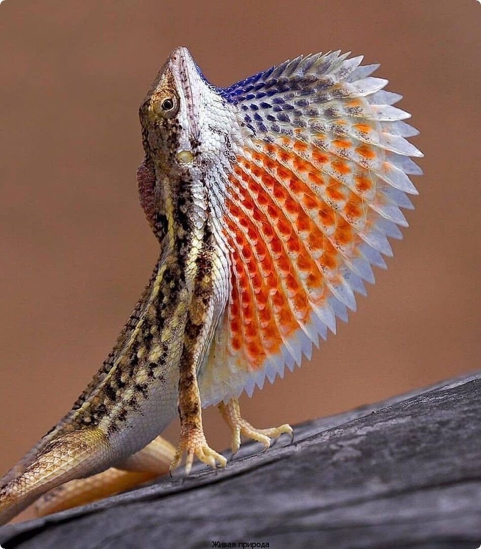 Гималайская агама ящерица