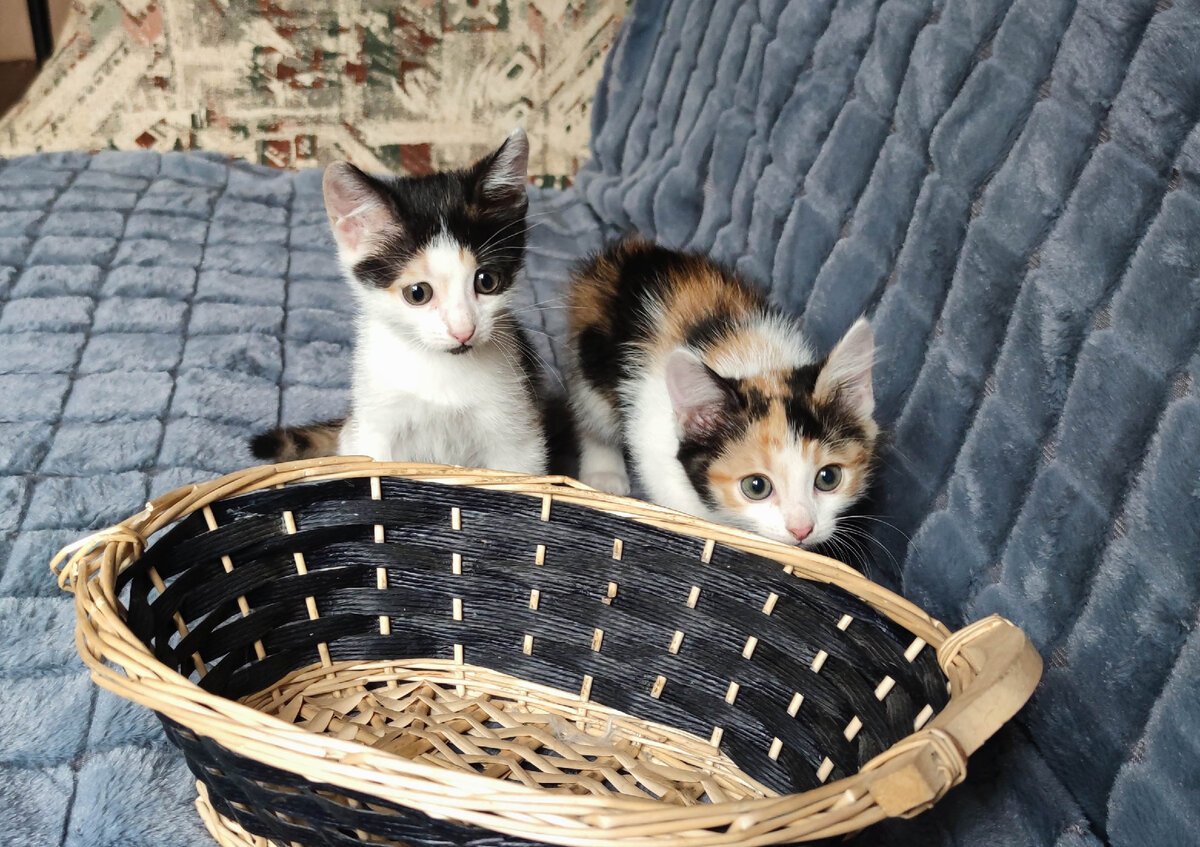 Домашняя Пума Месси