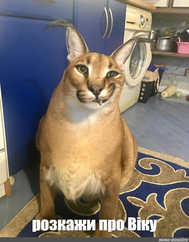 Кошки любовь красивые