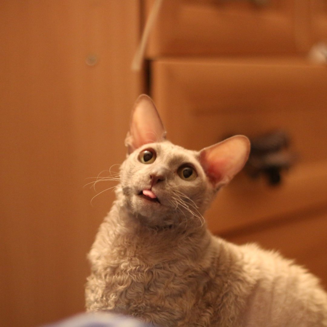 Милые котики