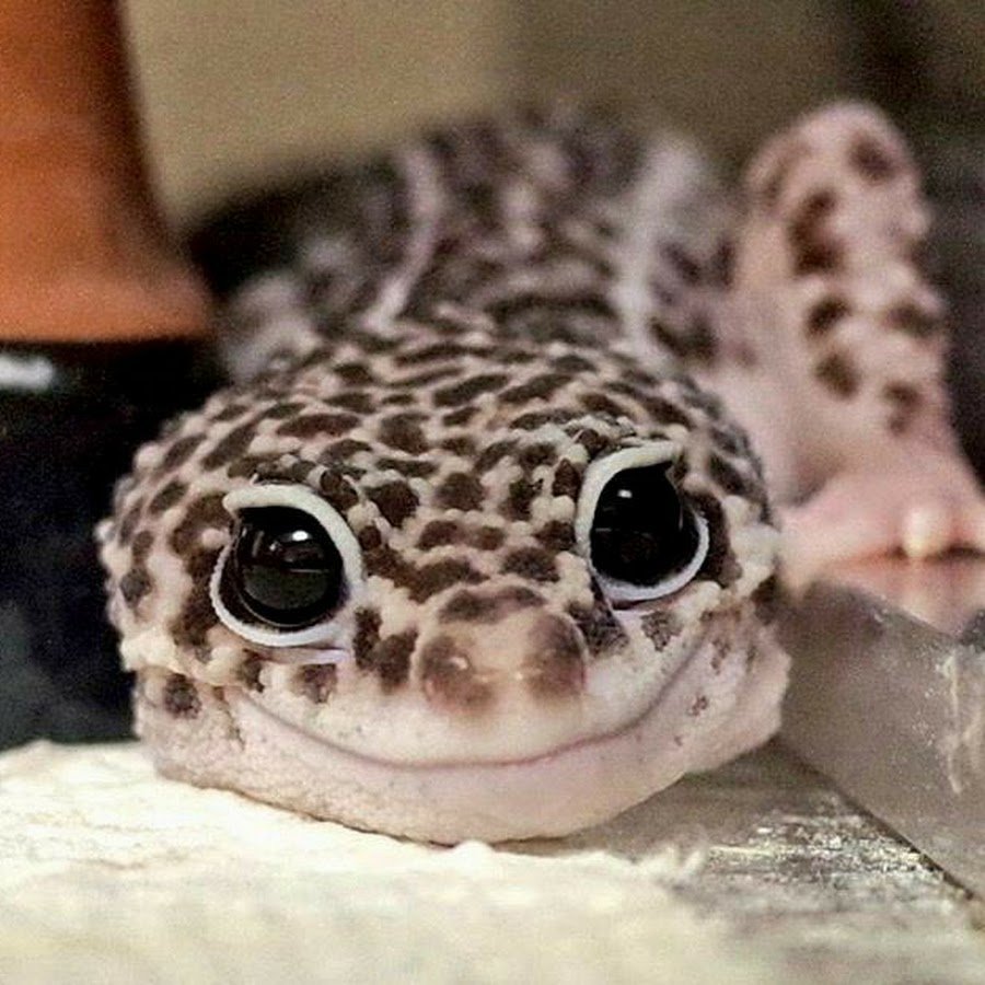 Улыбающаяся ящерица эублефар