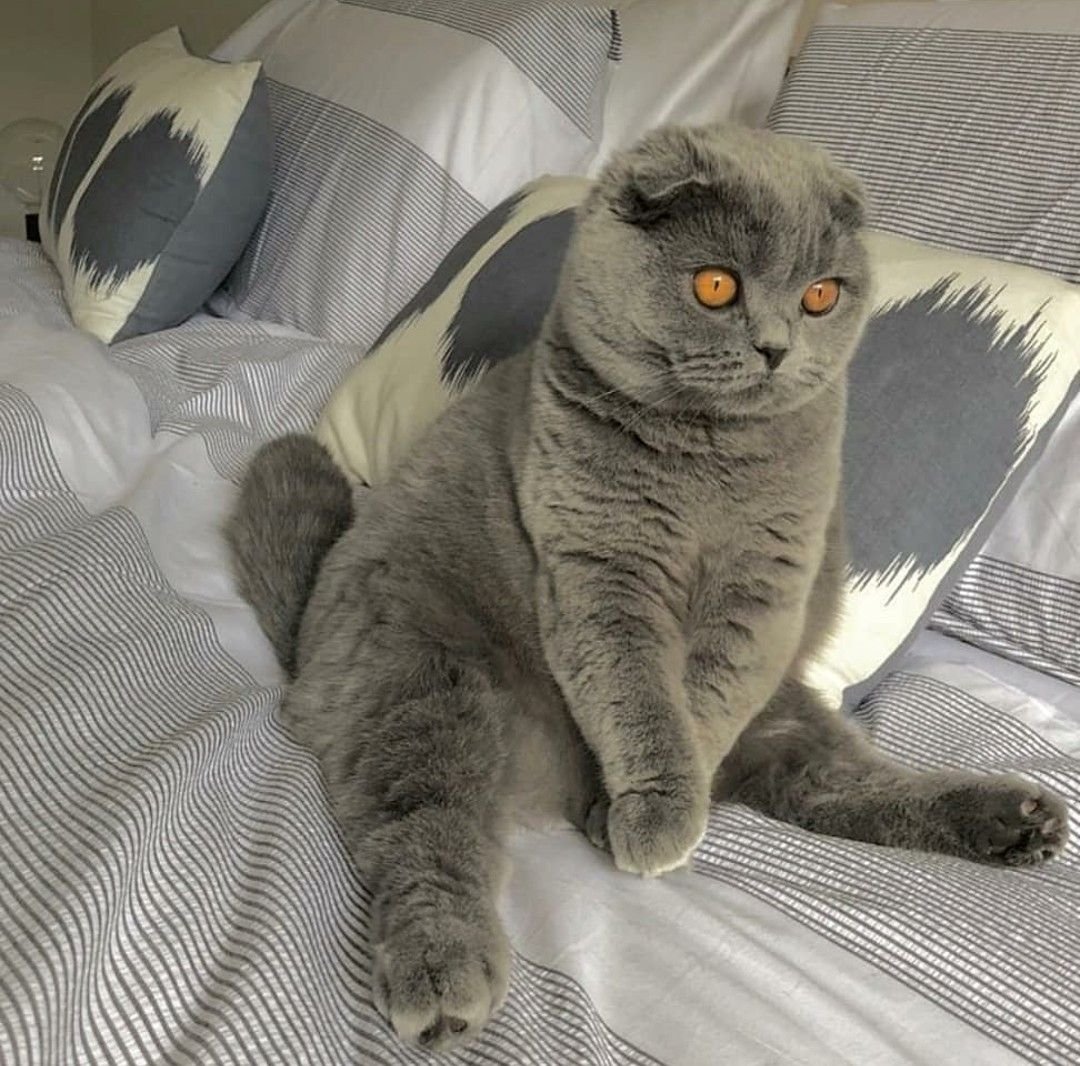 Кот британец вислоухий серый