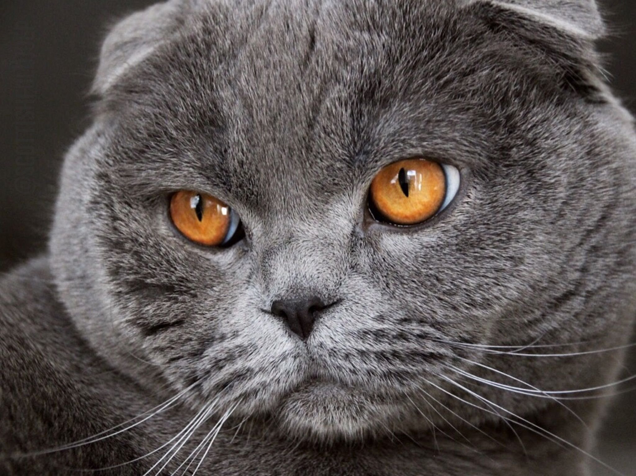 Фото британской вислоухой кошки серого цвета
