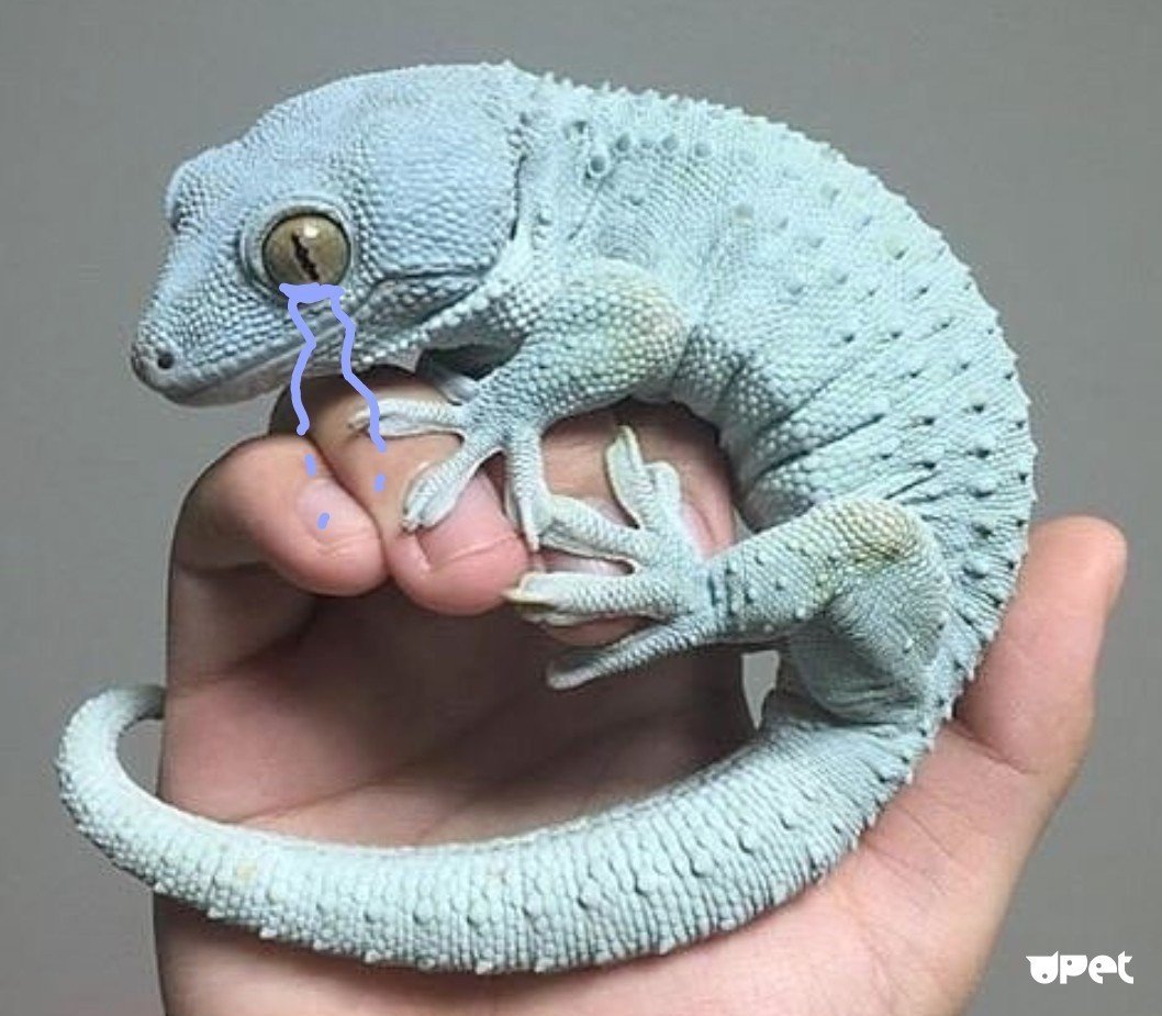 Ящерица эублефар