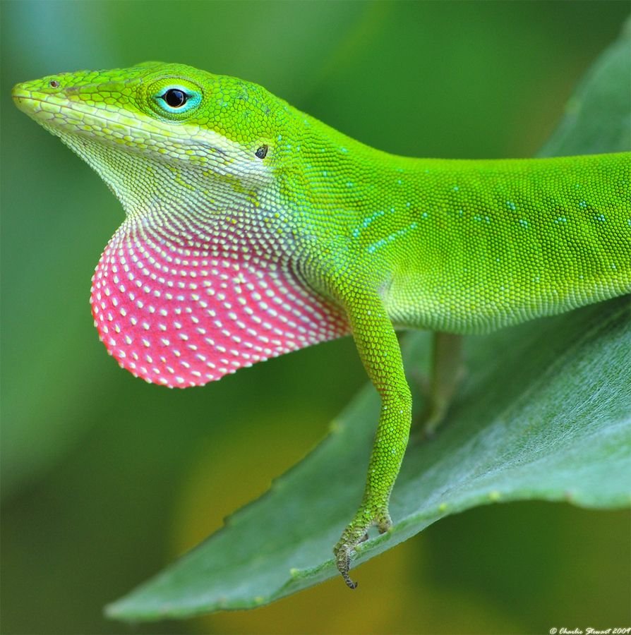 Anole Lizard