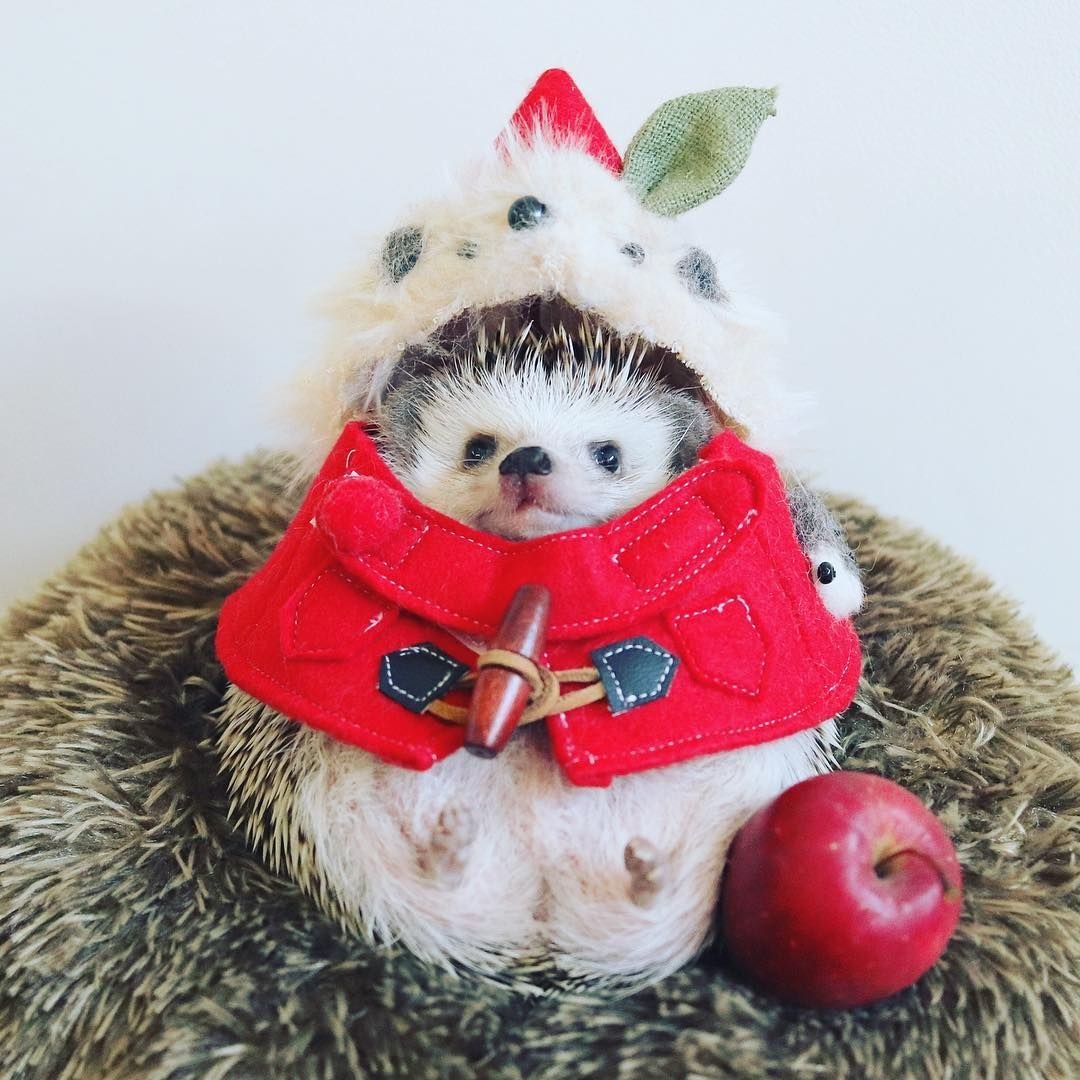 Кибет Ёжики новогодние