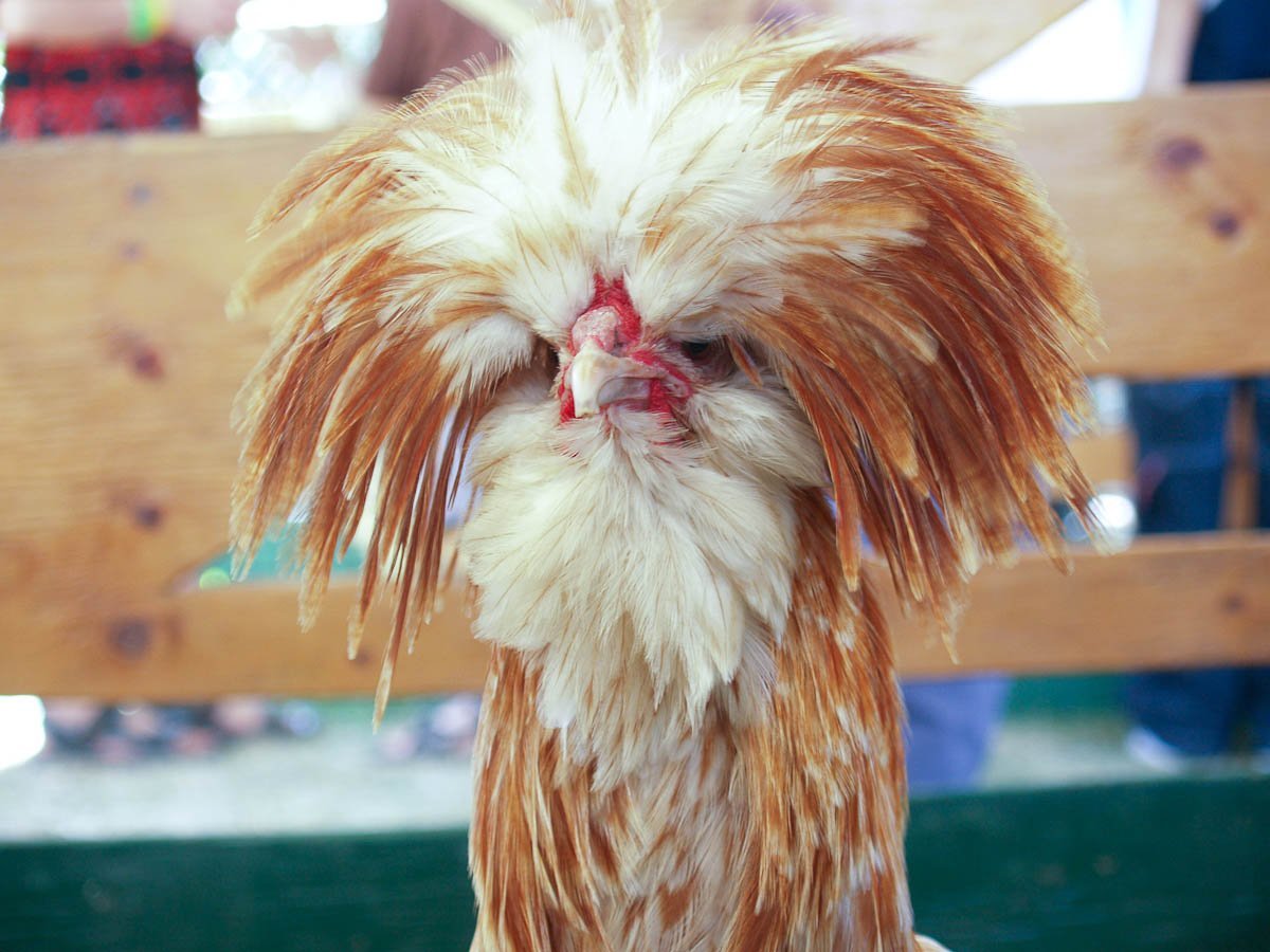 Петух с челкой