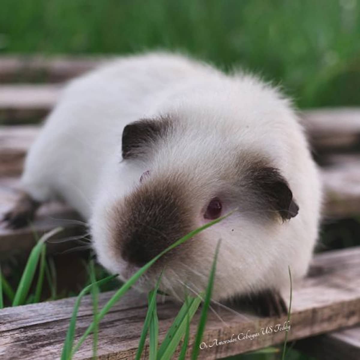 Гималайская морская Свинка