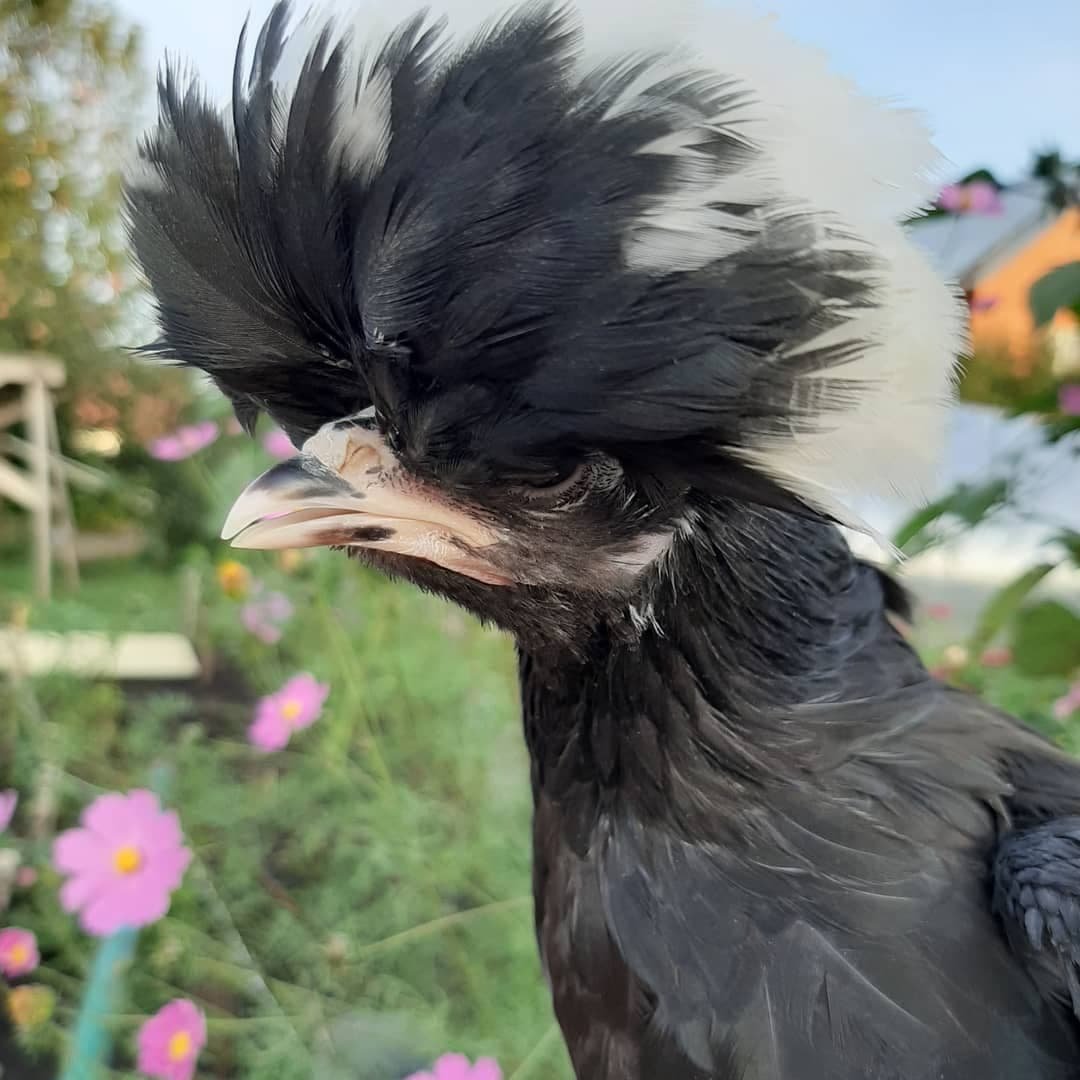 Голландская хохлатая