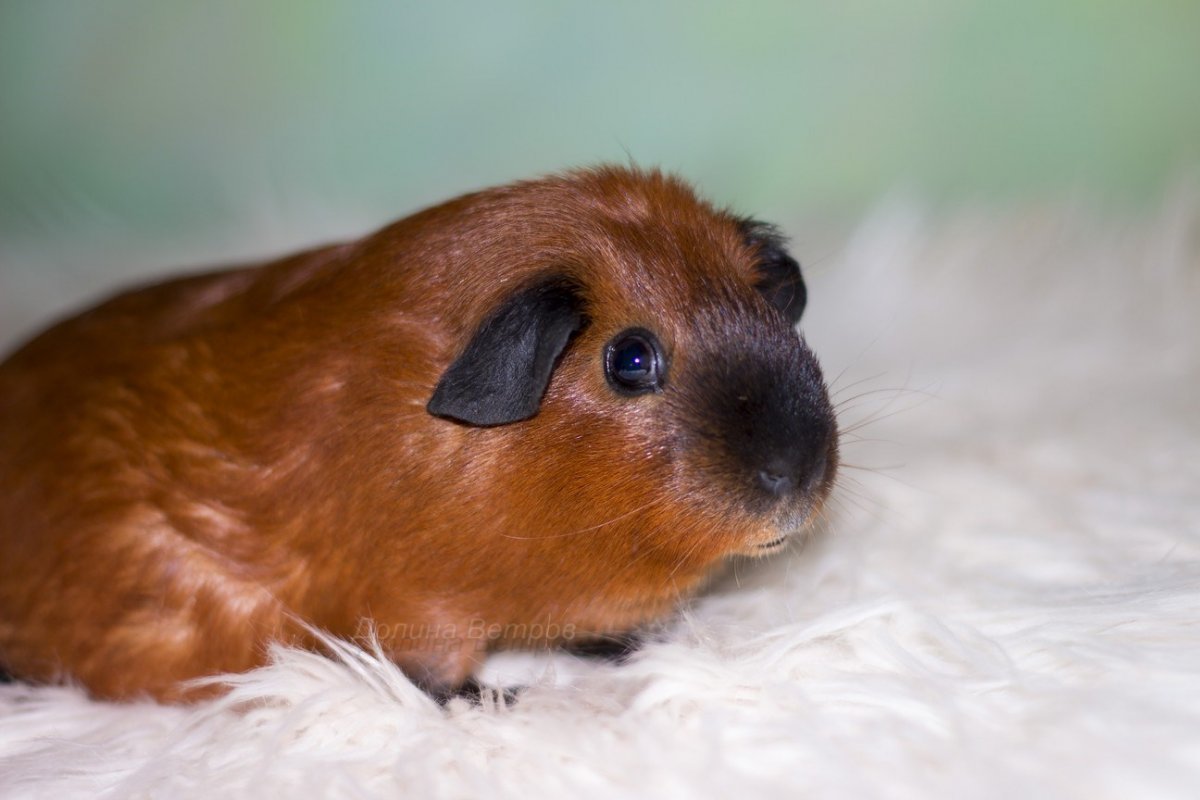 Морская Свинка обыкновенная трехцветная