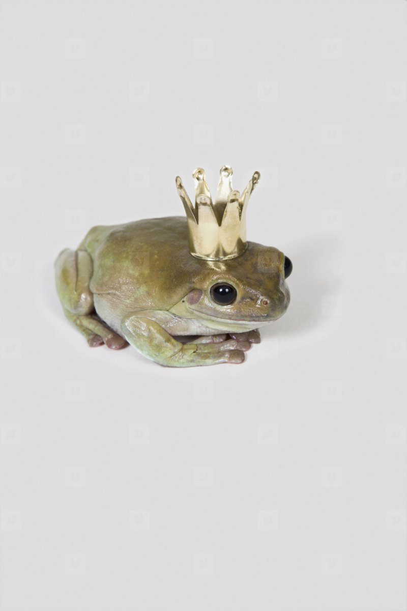 Лягушка с короной