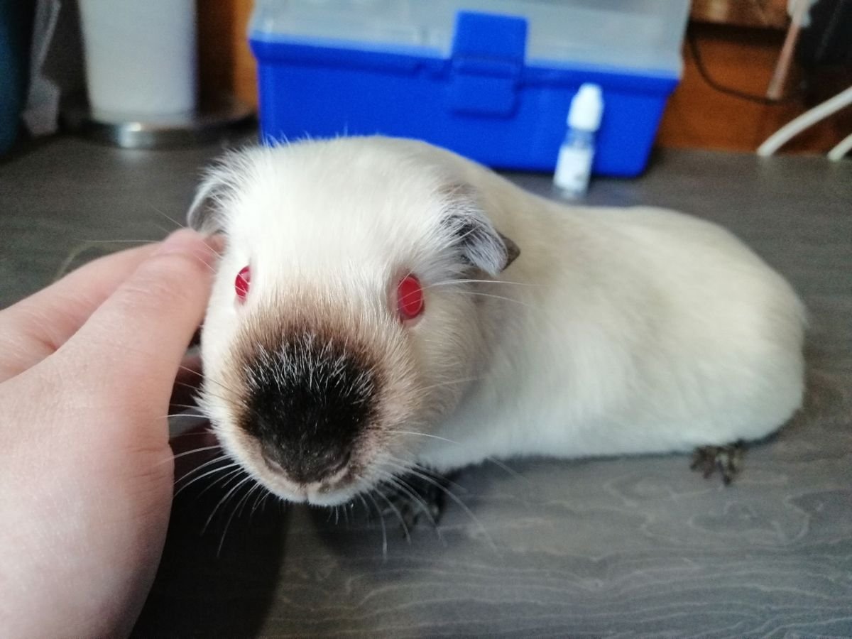 Гималайская морская Свинка