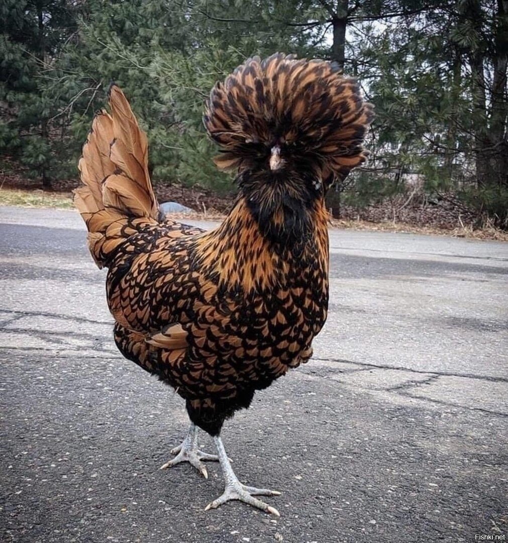 Падуан Шамоа