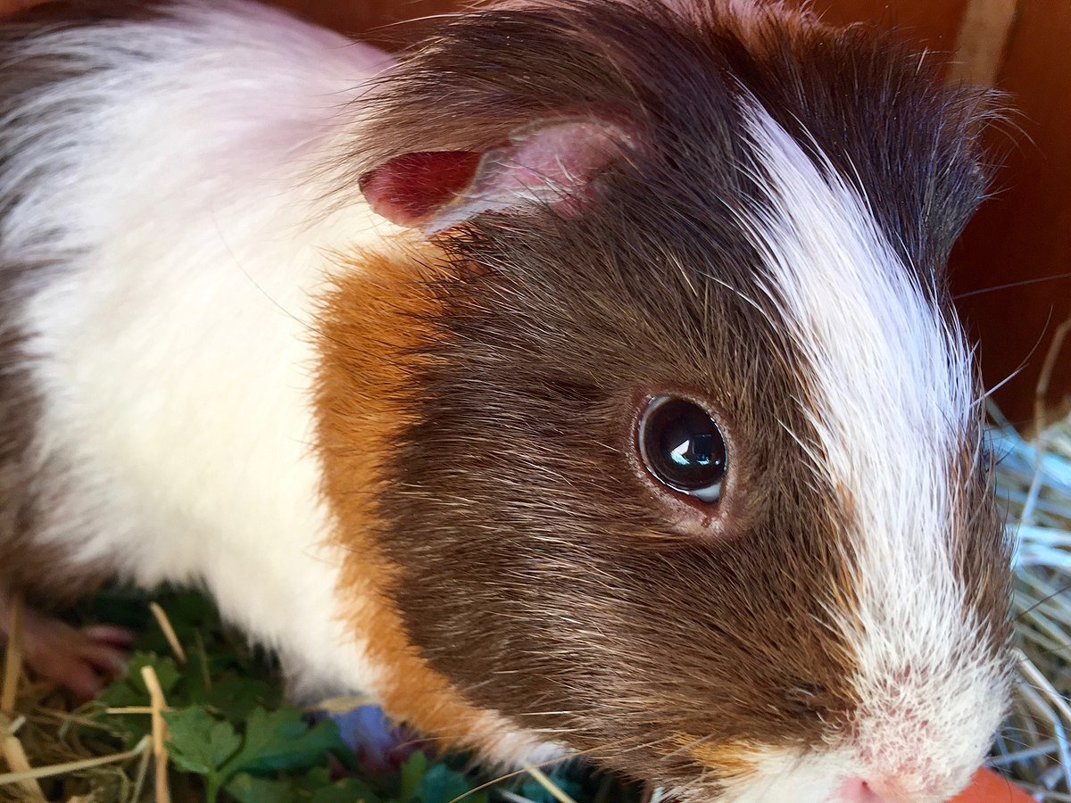 Морские свинки