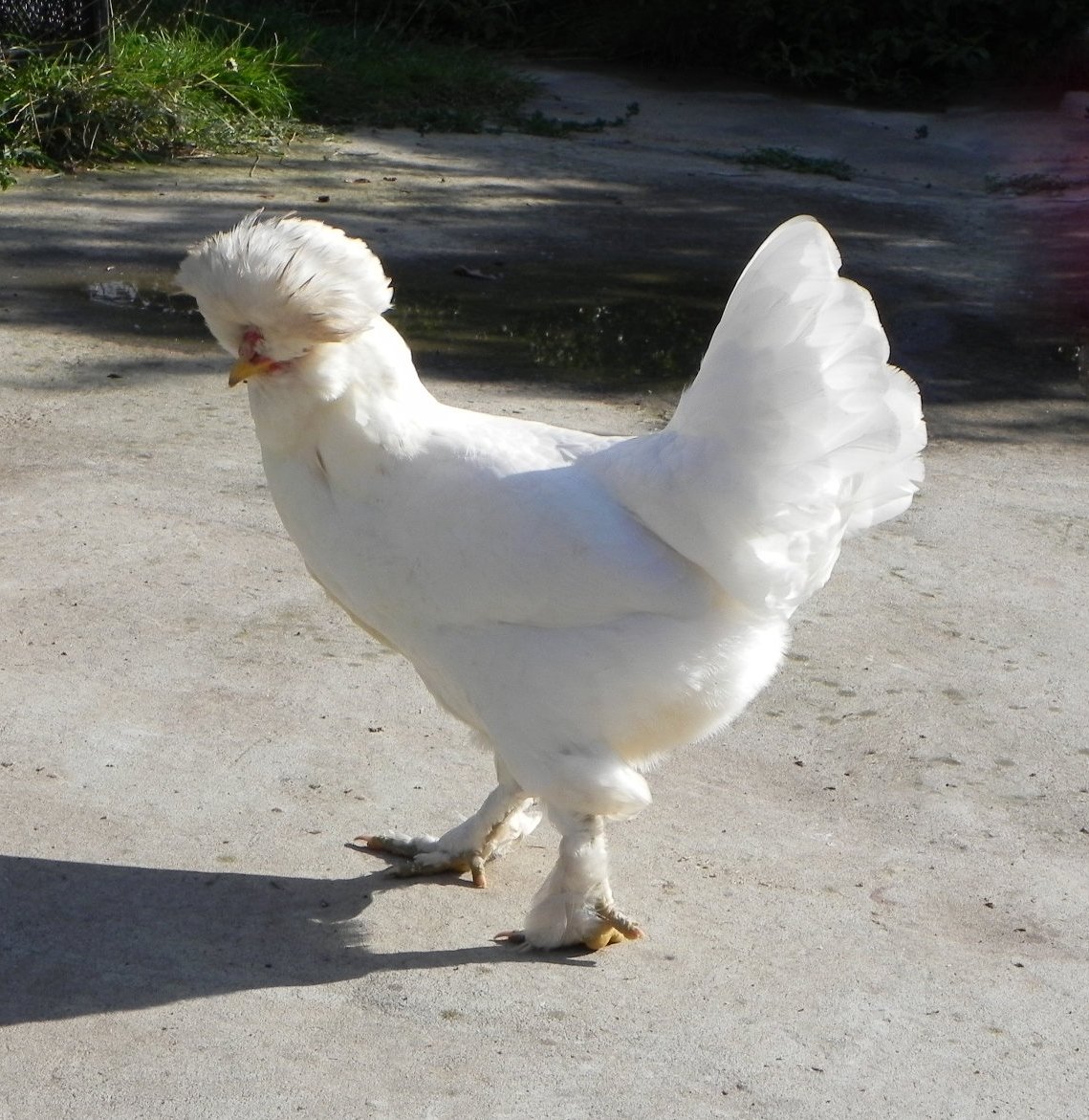 Петух султанка