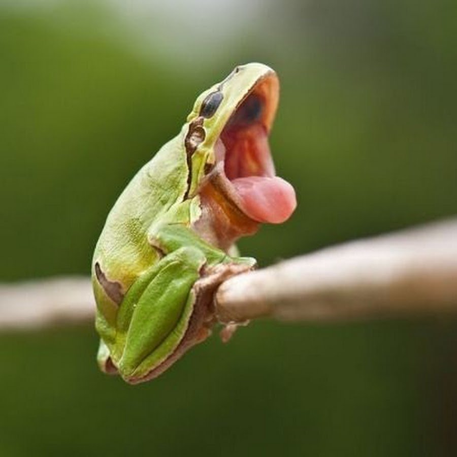 Полнозубая квакша зубы