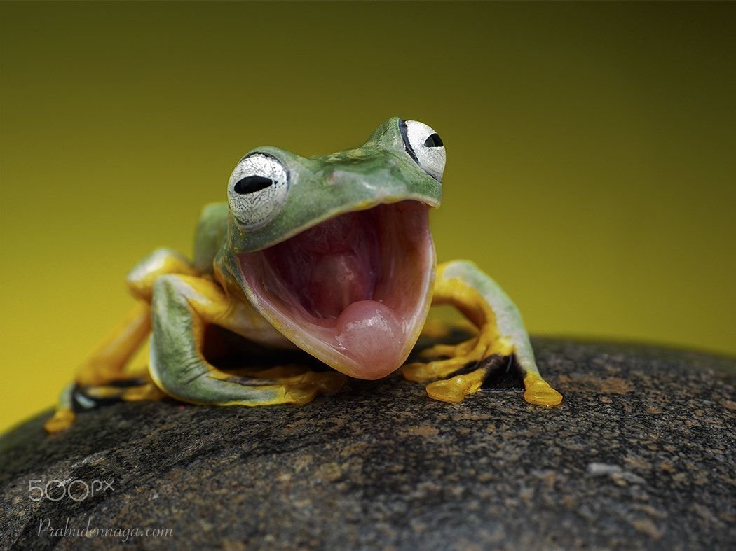 Лягушка улыбается