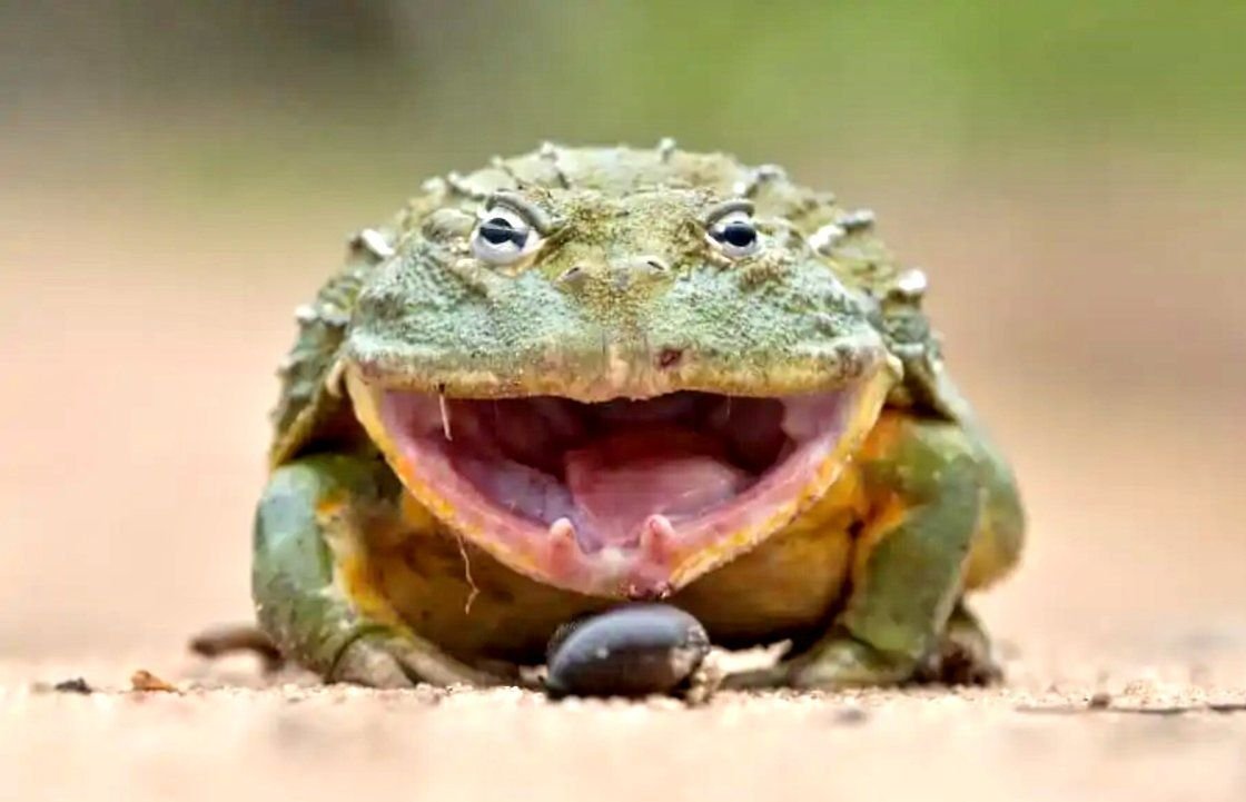 Африканская жаба Bullfrog