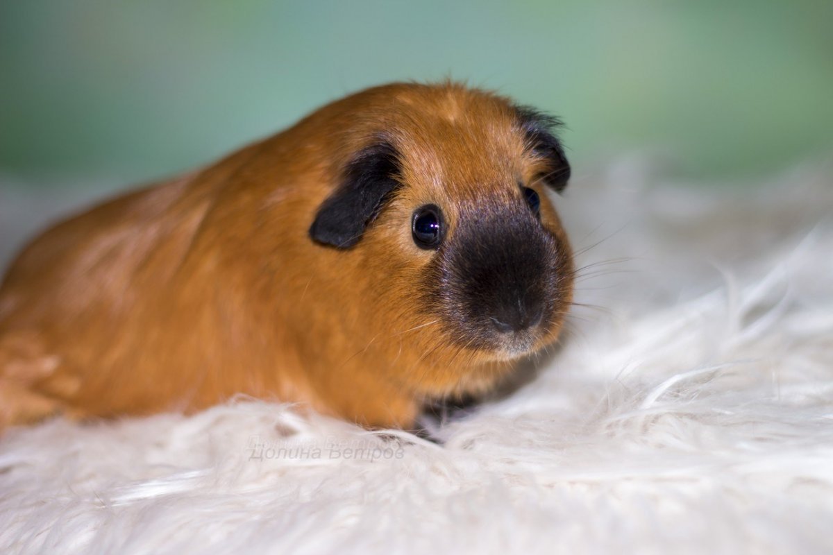 Морская Свинка рыжая
