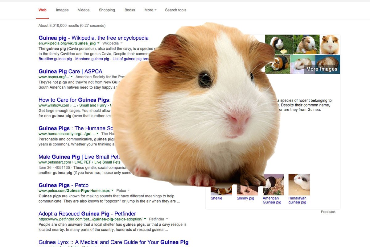 Cavia porcellus (Guinea Pig)