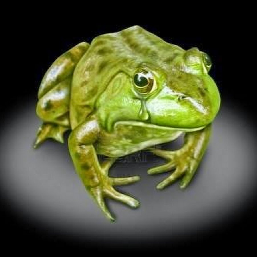 Плачущая лягушка