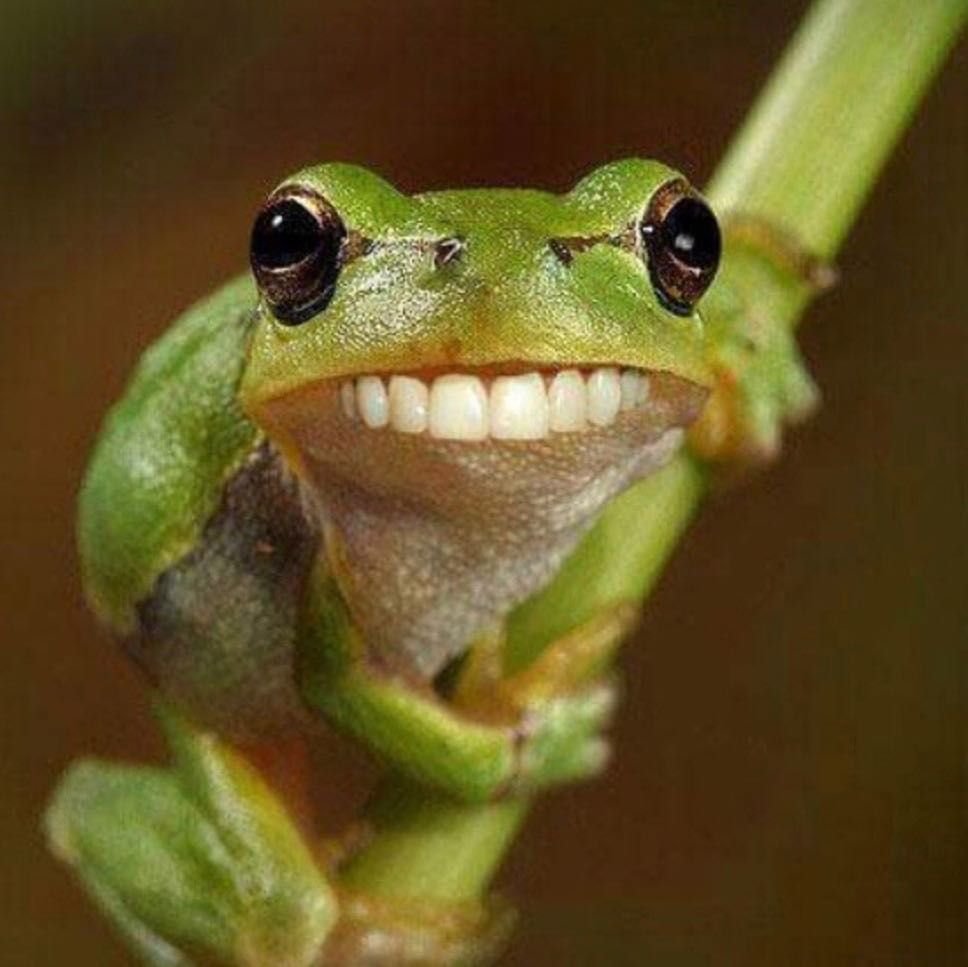 Лягушка улыбается