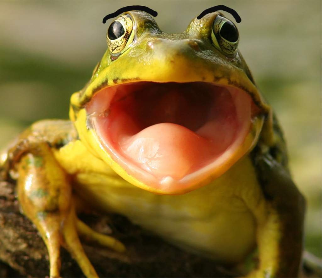Лягушка с открытым ртом