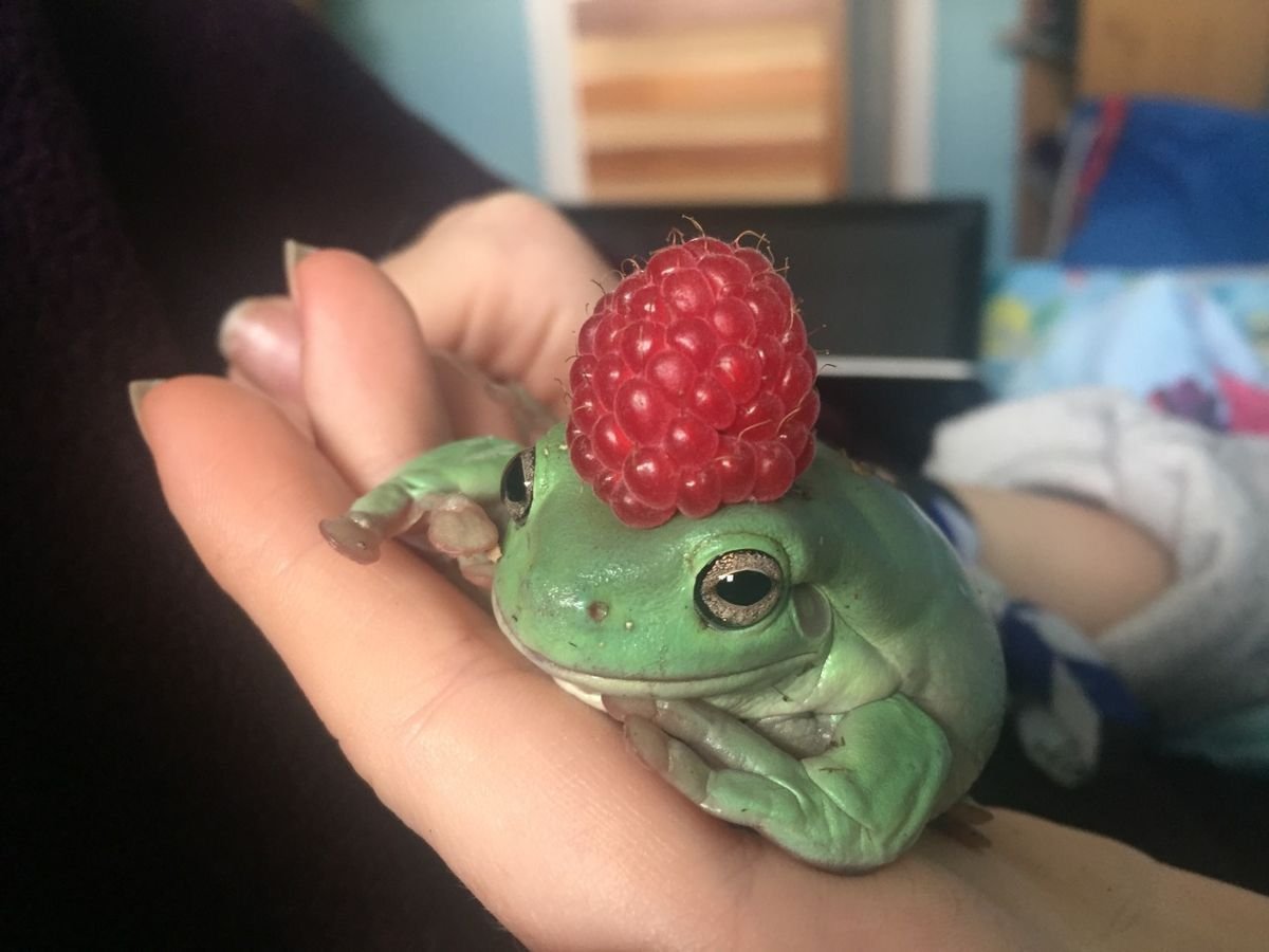 Жаба с малиной на голове