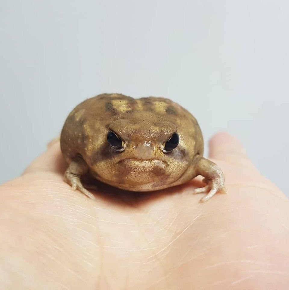 Жаба злая щитоспинка