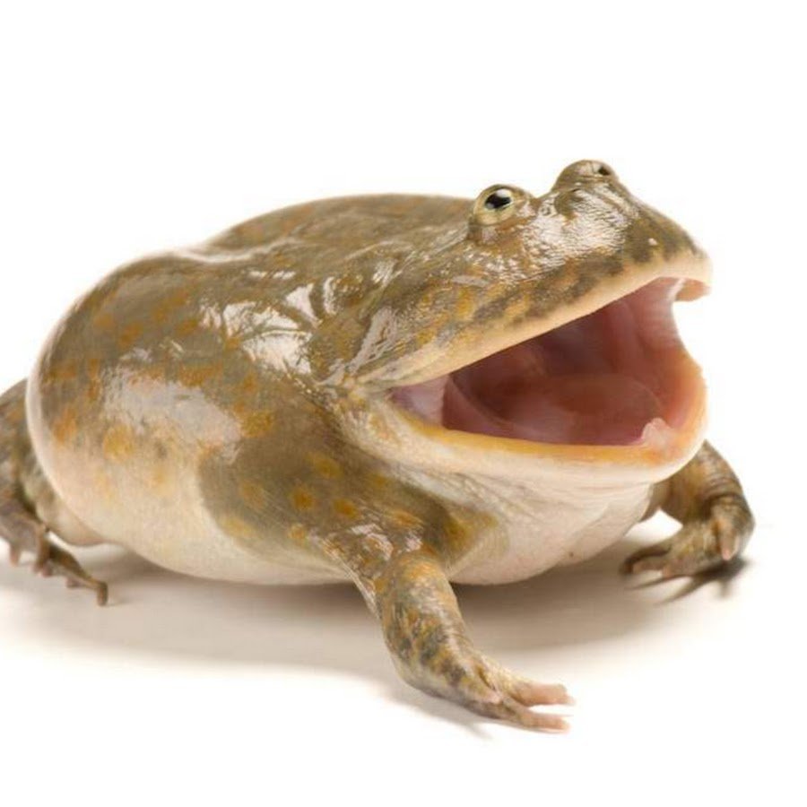 Злая щитоспинка