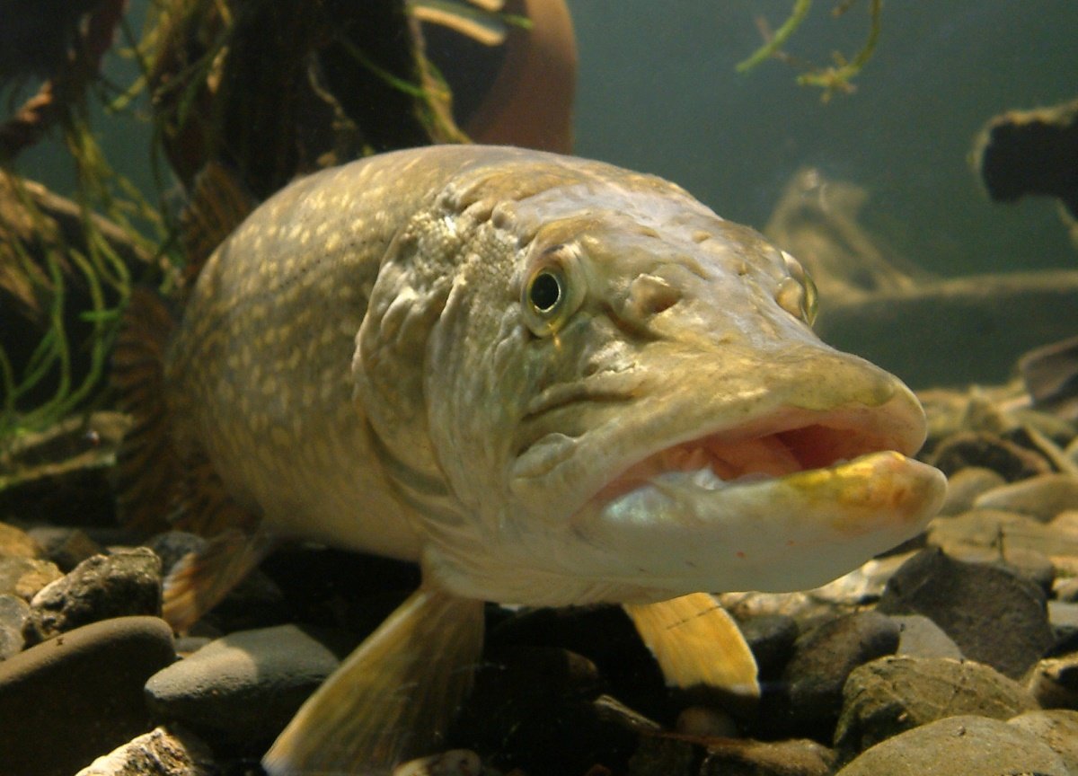 Щука альбинос