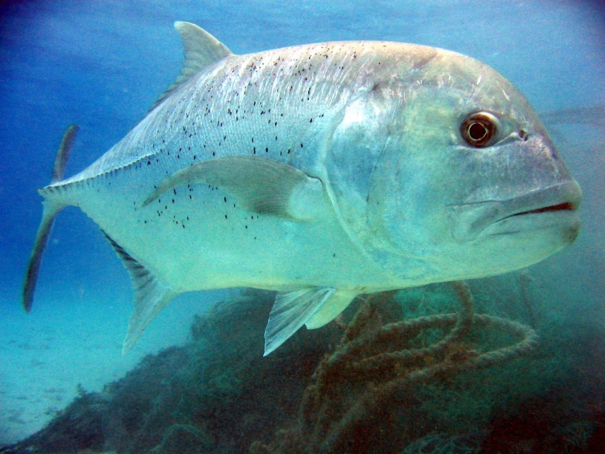 Giant Trevally рыба