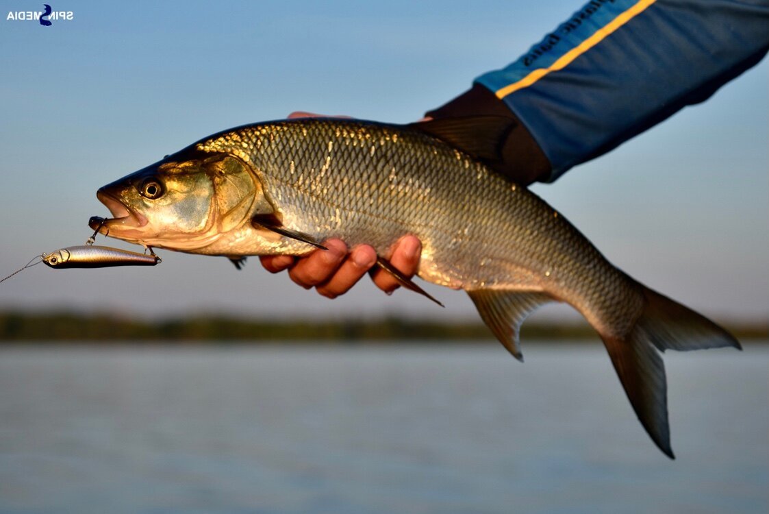 Речная рыба жерех