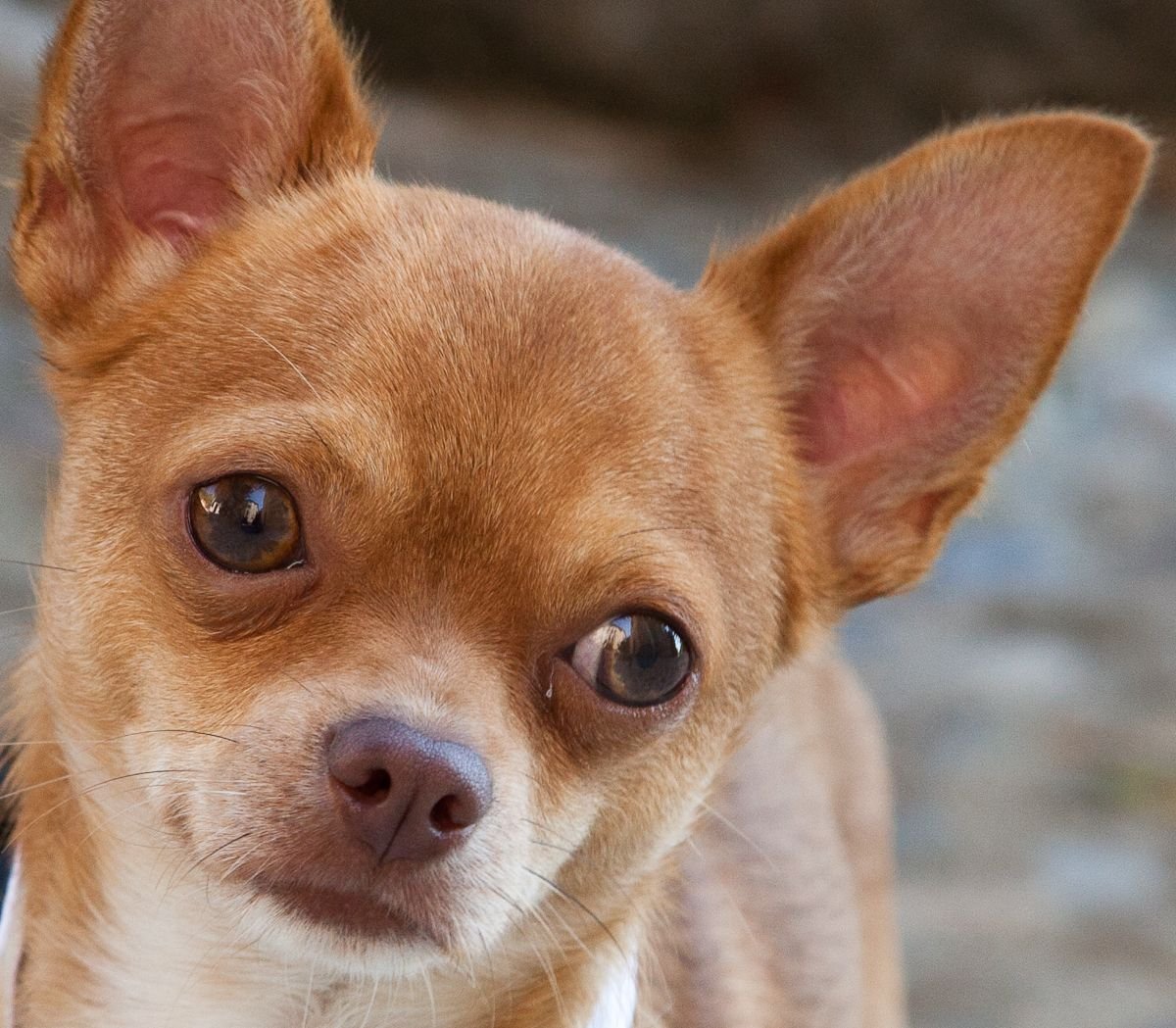 Африканская чихуахуа