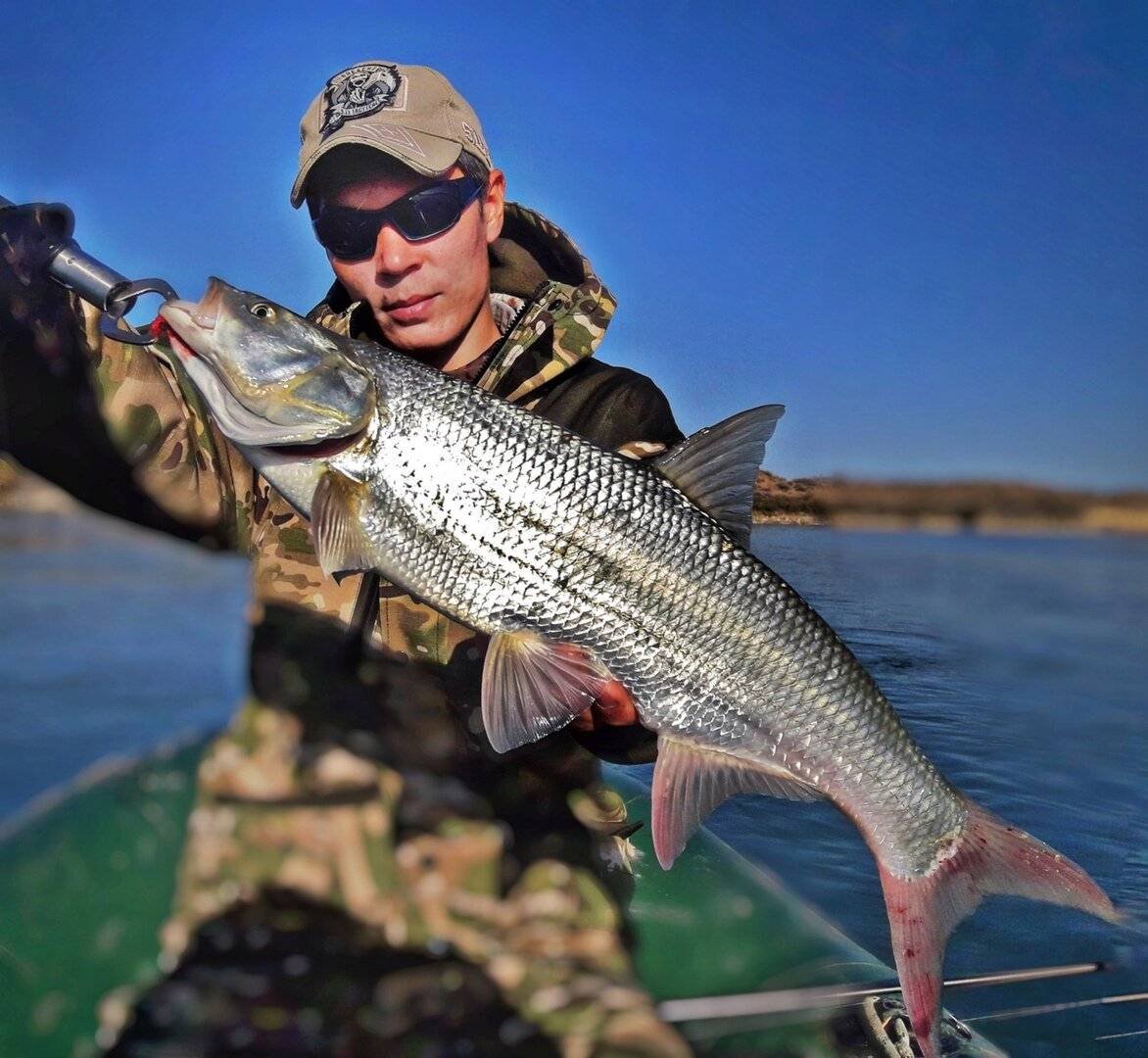 Щуковидный жерех Лысач