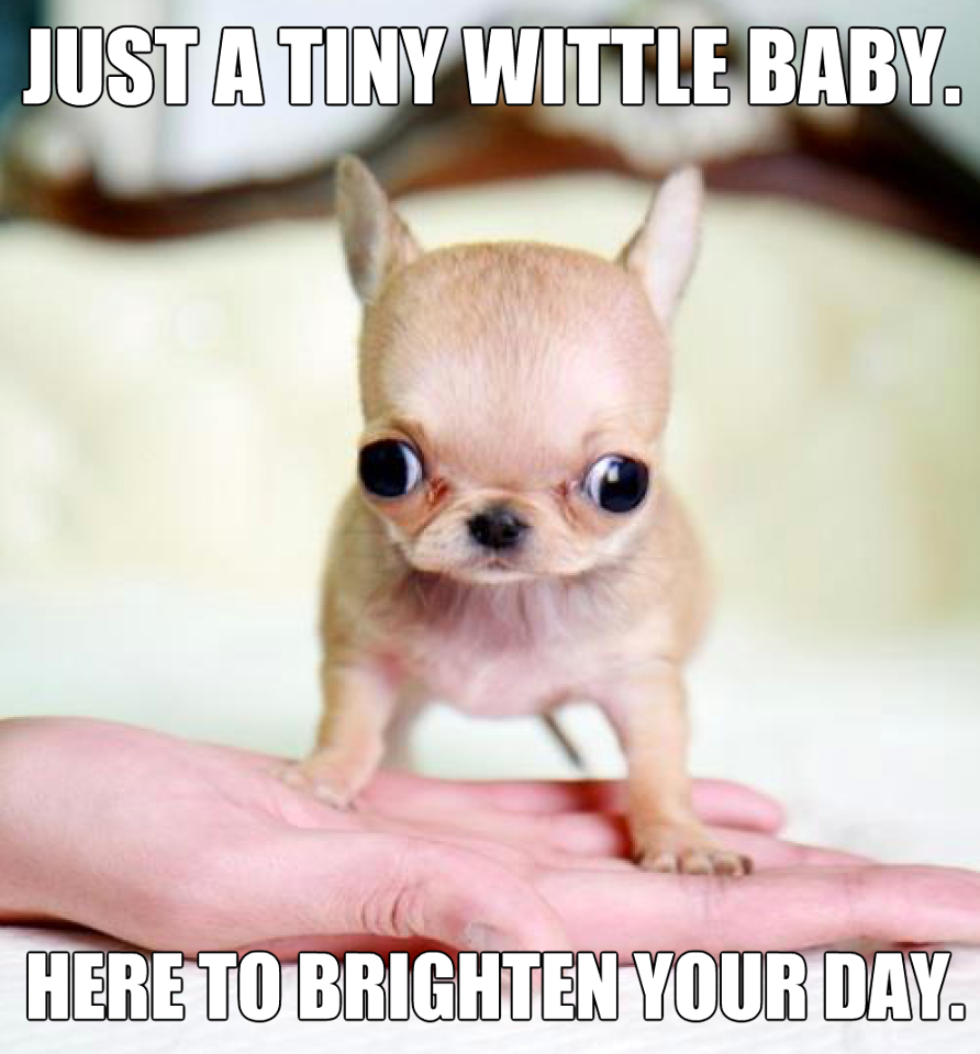 Чихуахуа микро