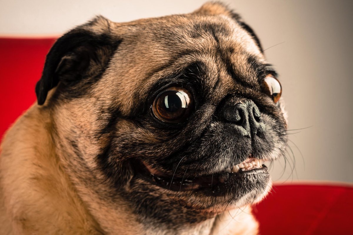 Мопс (прорицатель)