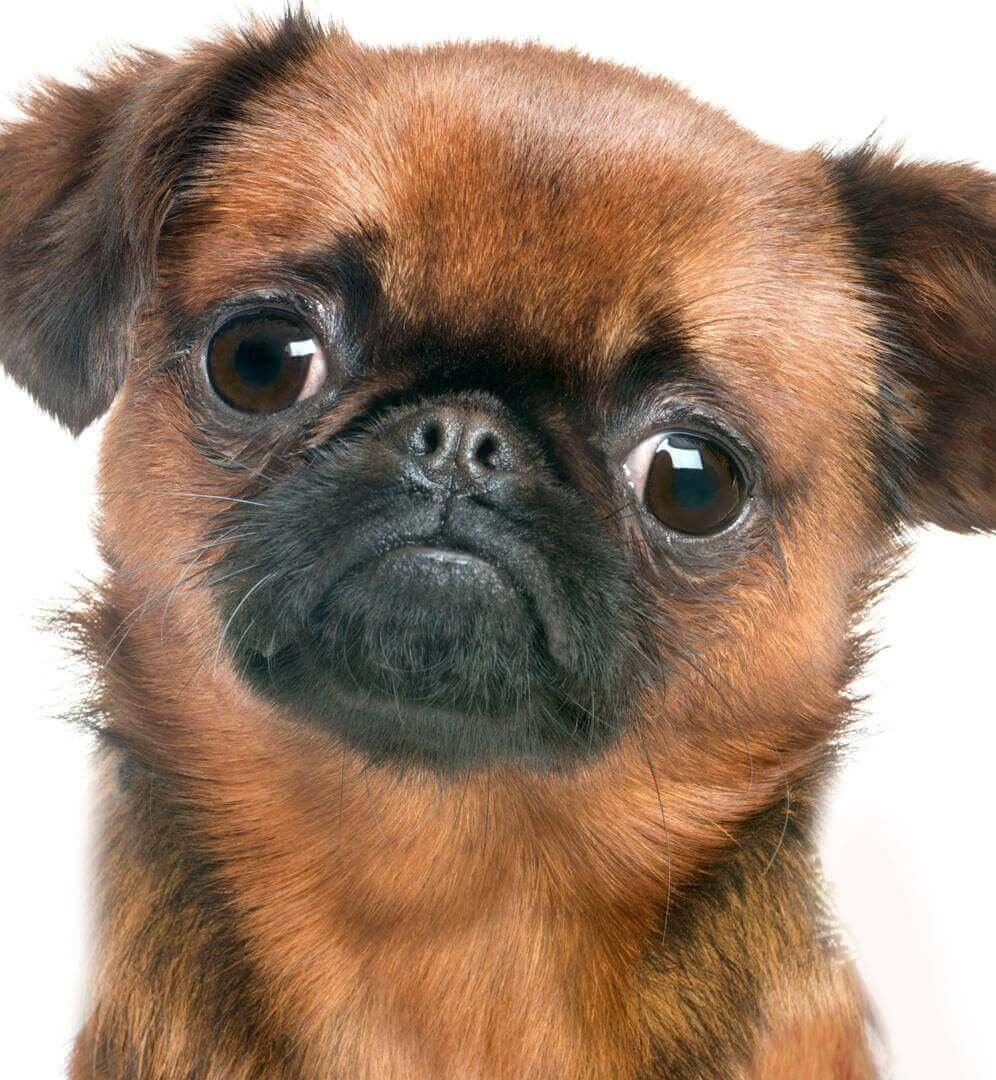 Брюссельский гриффон