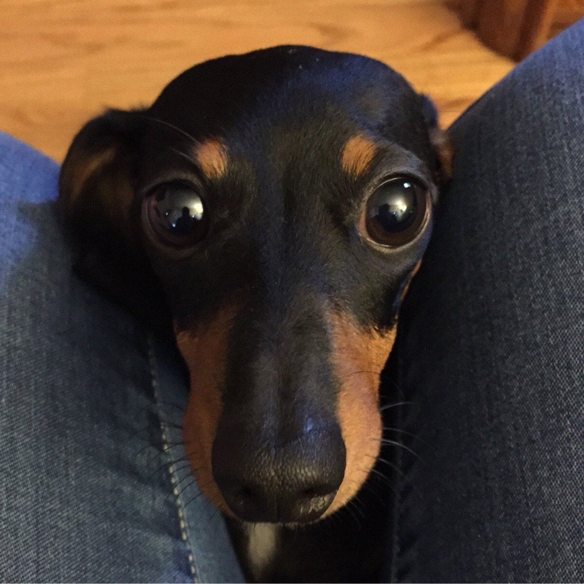 Голубоглазая такса