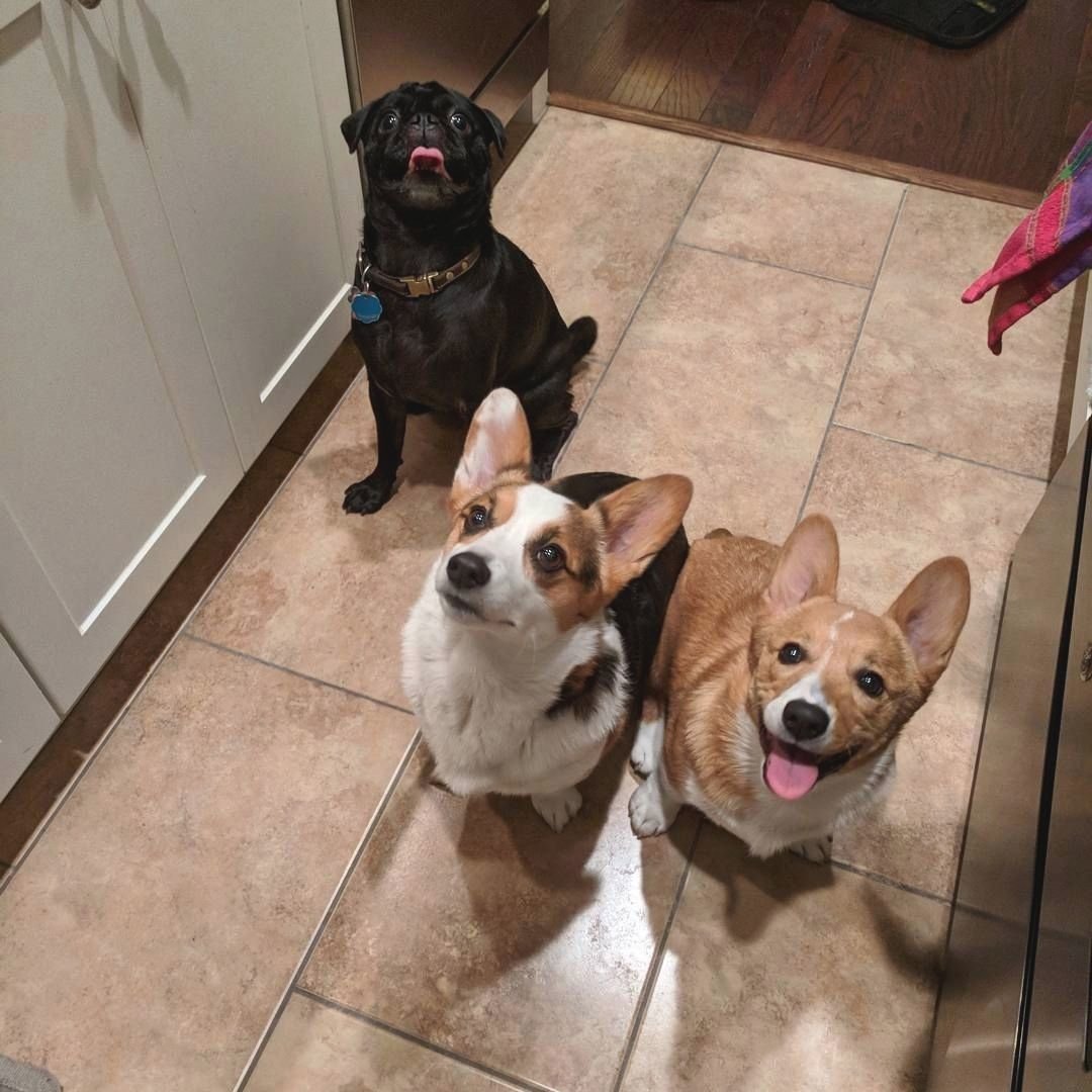 Шпиц корги Мопс