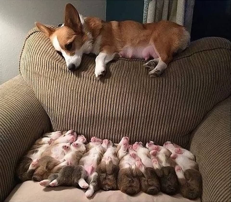 Щенок корги короткошерстный