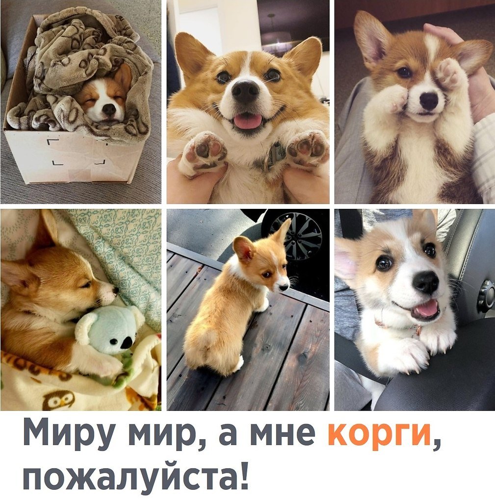 Королевский корги собака
