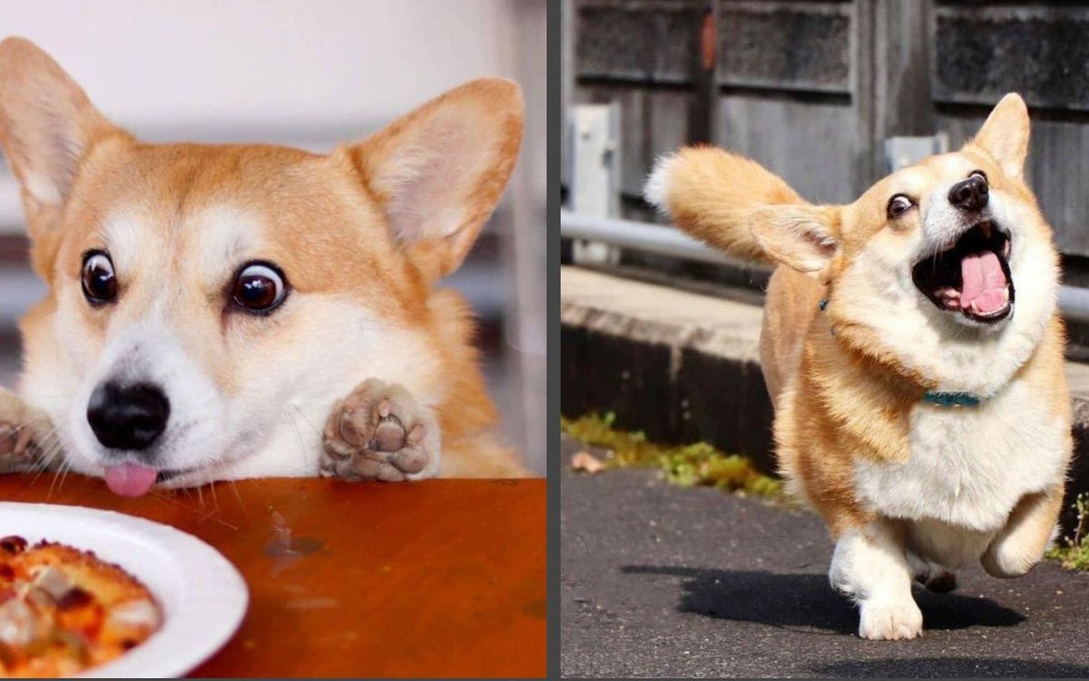 Одеяло кошечки собачки